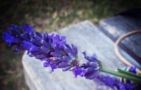 Репортаж из Instagram: Цветущая лаванда в Европе