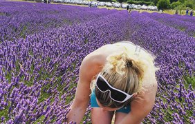Репортаж из Instagram: Цветущая лаванда в Европе