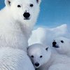 Россия требует отдать ей Арктику с Северным полюсом