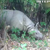 В Індонезії показали дитинча рідкісних носорогів