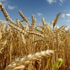 Китай скупает украинские продукты