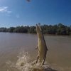 Крокодил стал на хвост в прыжке за добычей (видео)