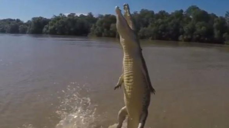 Крокодил очень хотел есть