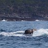 Австралийский тюлень прокатился на спине кита (фото) 