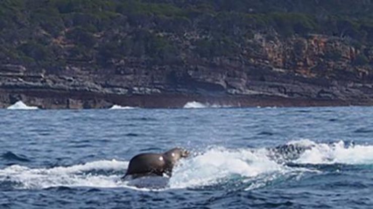 Кадр с китом, которого оседлал тюлень, фотограф обнаружила только дома.