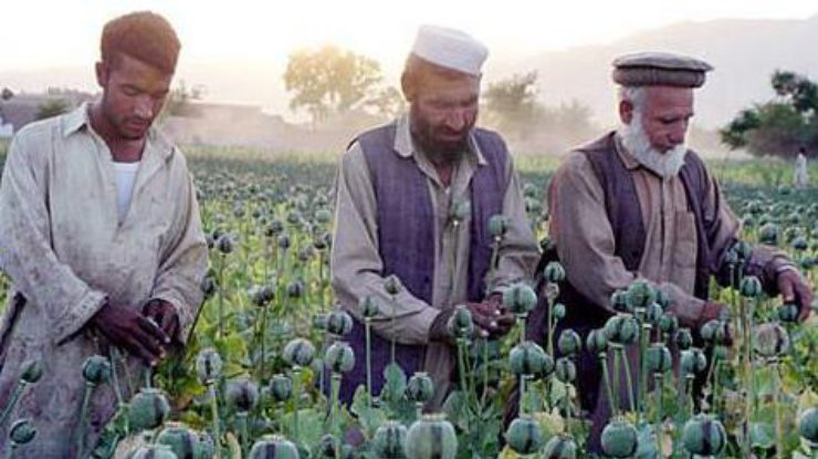 Выращивание и переработка опийного мака - одно из основных направлений экономики Афганистана.