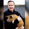 Дэвида Кэмерона обвинили в секс-обрядах с мертвой свиньей