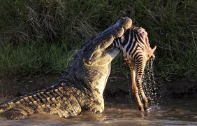 Крокодилы накинулись на зебру. Фото Паоло Торчио