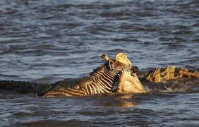 Крокодилы накинулись на зебру. Фото Паоло Торчио
