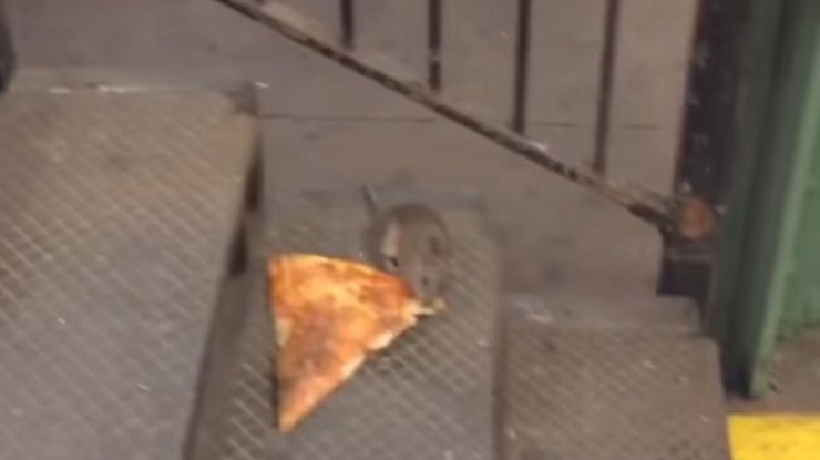 Голодная крыса изо всех сил пыталась спустить огромный кусок пиццы по лестнице
