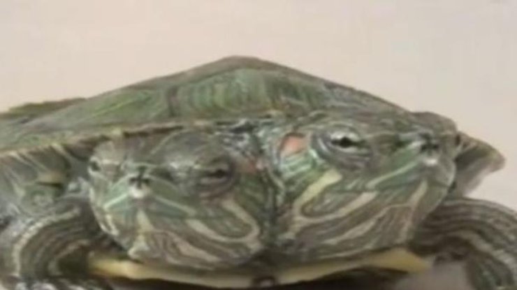 На ферме в Китае родилась двухголовая черепаха