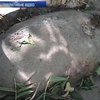 На Сумщині грибник знайшов у лісі бомбу