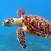 Ученые нашли светящуюся черепаху в Тихом океане (видео)