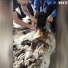 В Австралії з вівці зістригли 40 кг шерсті