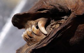 Щенкок возрастом 12 тыс. лет