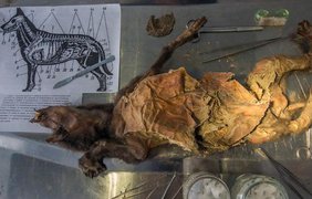 Щенкок возрастом 12 тыс. лет