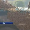 У США розбилась вантажівка з тисячами бджіл