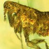 Ученые нашли древнюю блоху с возбудителем чумы