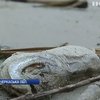 У водоймі на Черкащині гниють десятки тонн риби