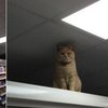 В Лондоне грустный кот хозяйничает в супермаркете (фото)