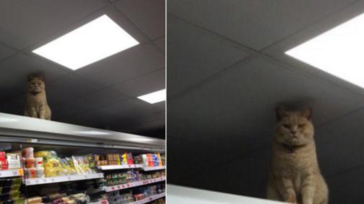 Кот в супермаркете покорил соцсети