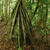 В Эквадоре нашли ходячие деревья