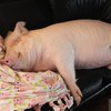 Британцы вырастят свиней с органами человека
