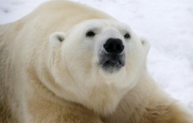 Белые медведи под угрозой из-за таяния льдов