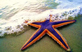 Морские звезды. Вымирают буквально миллионами из-за потепления вод мирового океана