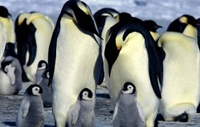 Пингвинам вымирание грозит по тем же самым причинам, что и белым медведям