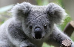 В австралийской природе диких коал осталось всего от 58 до 87 тысяч особей и эта цифра продолжает сокращаться.