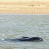 В Индии на берег выбросилась сотня дельфинов (видео)
