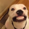 Видео с улыбающимся псом взорвало интернет