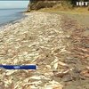 У Чилі на берег викинулися тисячі кальмарів