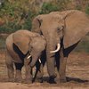 В Камбодже обнаружили редкий вид слонов (видео)