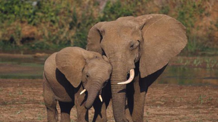 В Камбодже засняли редких азиатских слонов