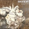 На Буковині сотні лебедів злетілися до унікального озера