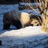 В Вашингтоне в зоопарке панда пришла в восторг от снега (видео)