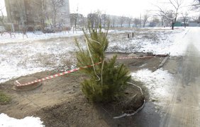 В Мариуполе нашли необычное применение новогодним елкам