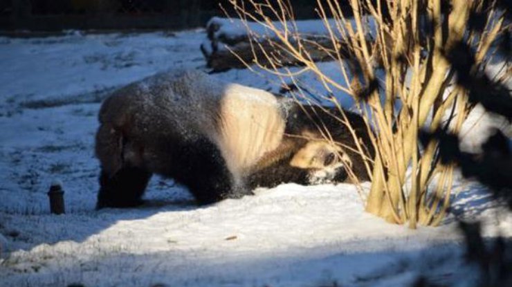 Жители зоопарка Вашингтона радовались обильному снегопаду