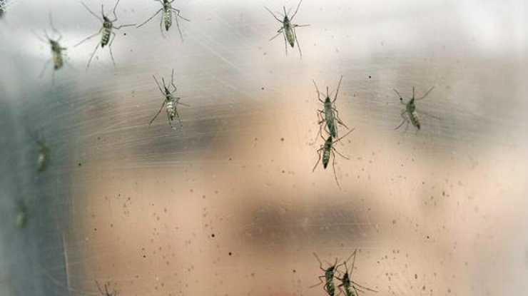 Возбудитель болезни, вызванной вирусом Зика - это вирус, переносчиками которого являются комары рода Aedes