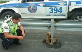 Ленивец заблудился на Эквадоре. Фото ВВС