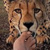 В Африке гепарды облизывают ноги фотографу (фото)