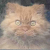 Кота со зловещей мордочкой высмеяли в соцсетях (фото)