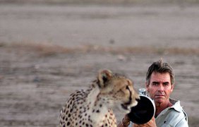 57-летний фотограф дикой природы Ким Вольгутер с гепардами