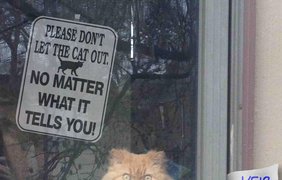 Не выпускать кота ни в коем случае