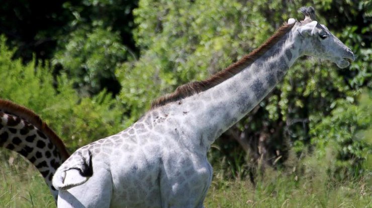 В Танзании обнаружили белого жирафа. Фото Дерек Ли