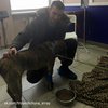 В Киеве пес после аварии вернулся к хозяину