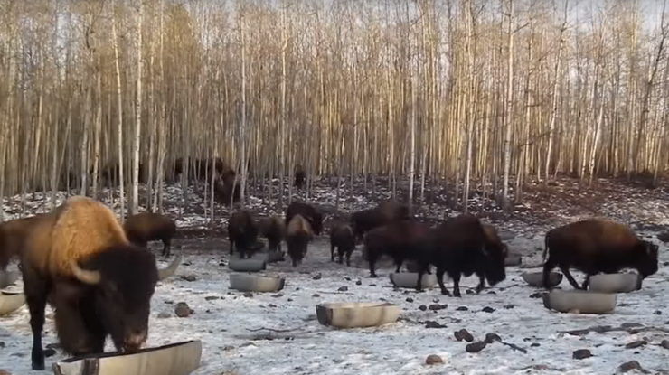 В Канаде бизонов научили понимать украинский