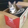 Вечно обеспокоенный кот покорил интернет (фото)
